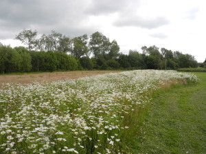 ABC L Burton meadow DA (2)