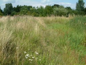 Bowens Field 2 Meadow July 2004