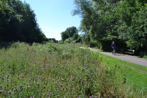 Knapweed in meadow QMP 2013