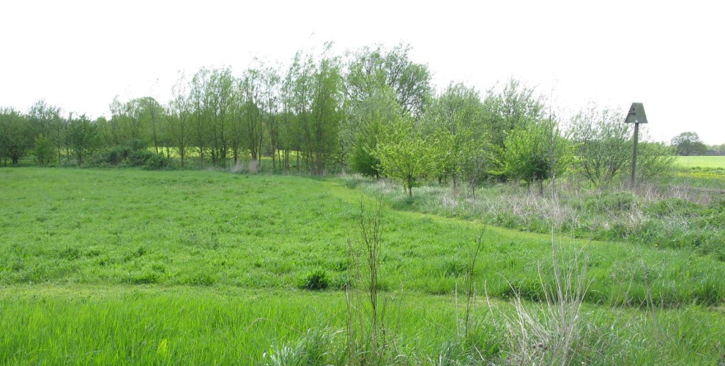 Trees bordering river planted 2001