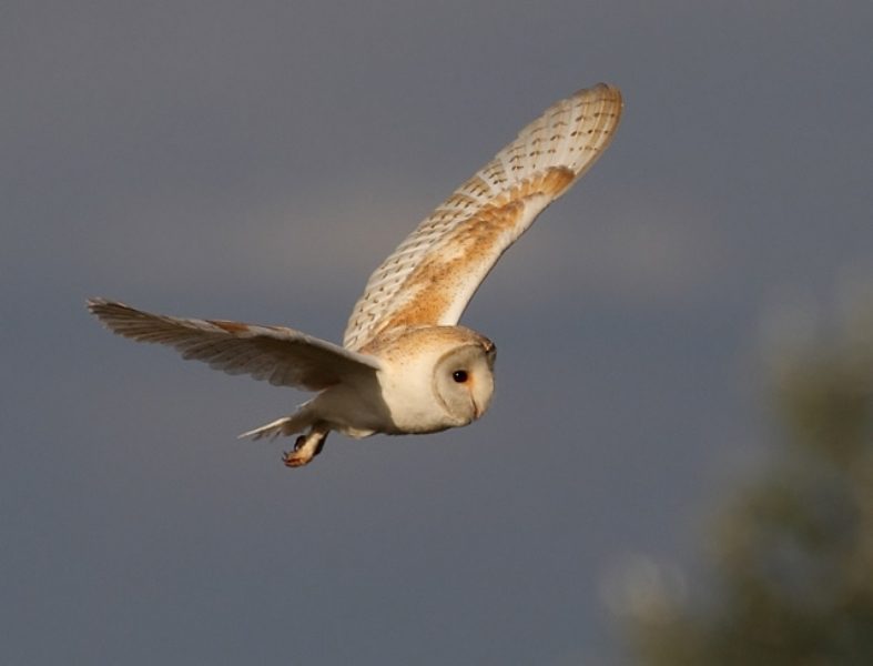 barn owl in flight