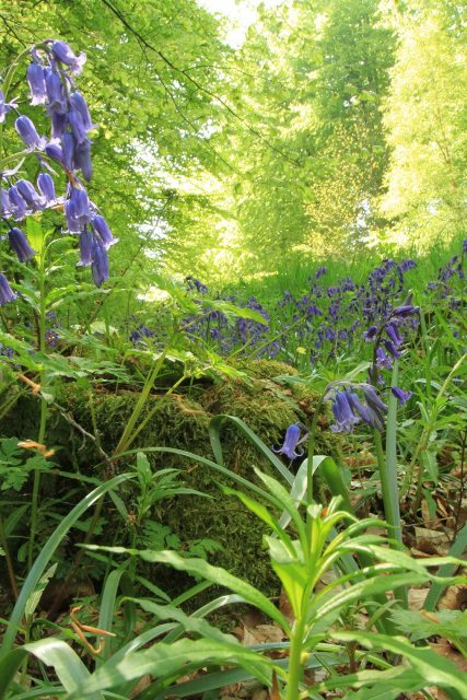 Bluebells on woodland floor Denge by Ruth King