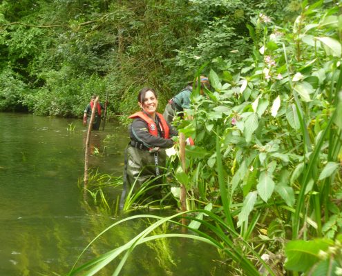 Pulling Himalayan Balsam by river