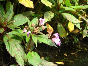 Himalayan balsam