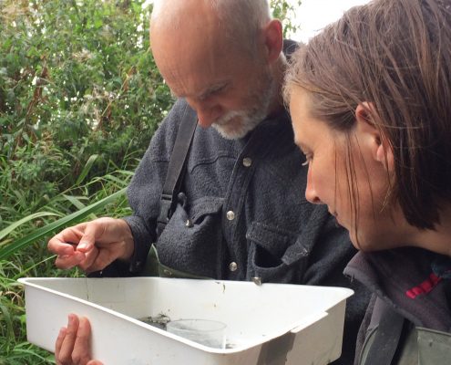 kscp staff examining invertebrate samples