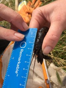 close up of carapace being measured with ruler