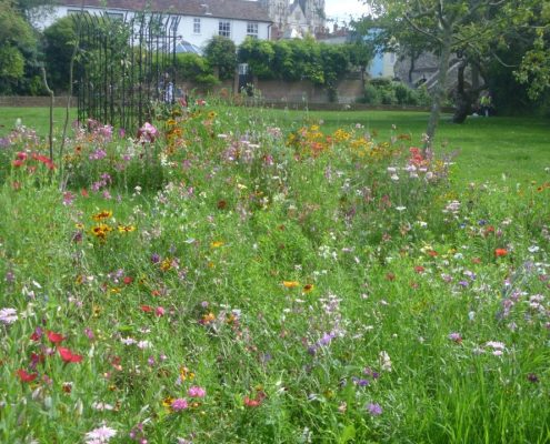 wildflower beds at Sollys Orchard Canterbury cathedral in background
