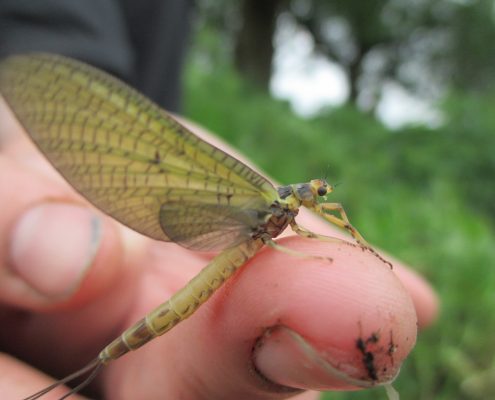 close up of mayfly on finger