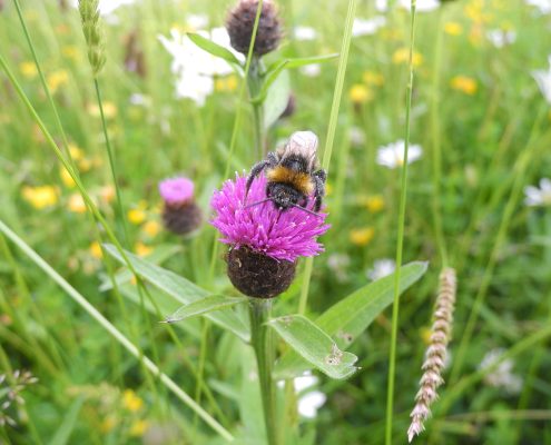 Bumblebee with pollen