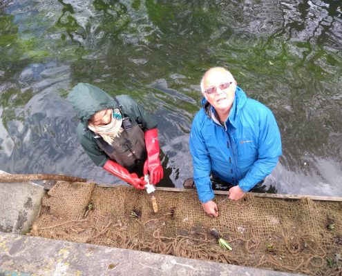 2 volunteers planting wetland plants