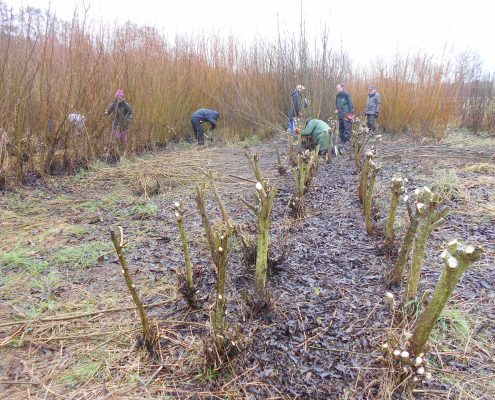 volunteers coppicing willowbeds at Hambrook