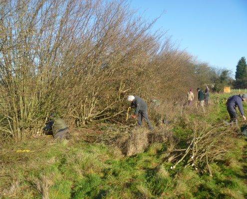 volunteers coppicing a hazel hedgerow
