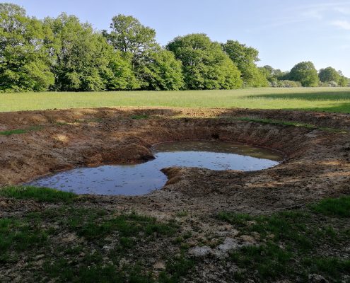 a new pond for great created newts