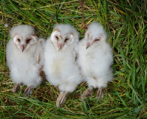 brood of 3 young barn owls
