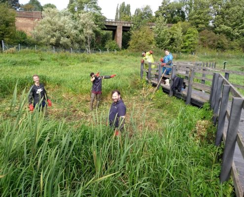 volunteers amongst reed mace