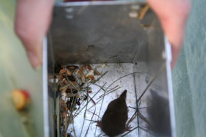 IMG_2257 Pygmy shrew pygmy shrew in box