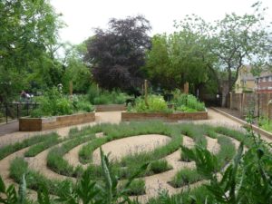 Physic Garden (2) lavender maze