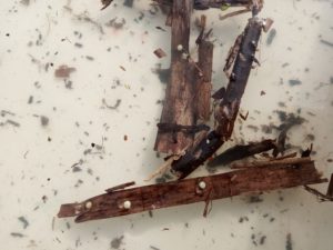 Great Crested Newt eggs